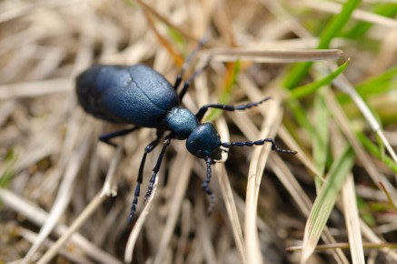 Meloe violaceus