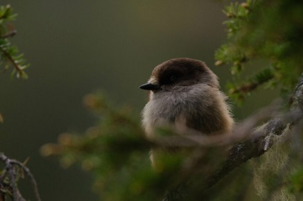 Mésangeai imitateur