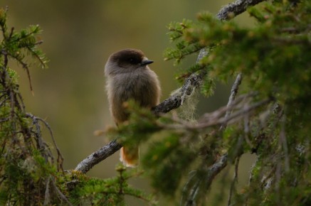 Mésangeai imitateur