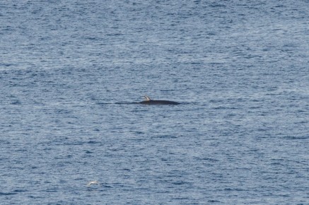 Petit rorqual à Hornøya