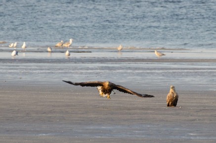 Pygargues à queue blanche