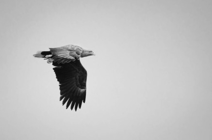 Pygargue à queue blanche