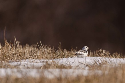 Bruant des neiges