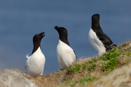 Pingouins tordas à Hornøya