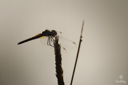 Sympétrum de Fonscolombe (Sympetrum fonscolombii)