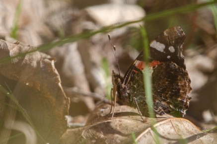 Vulcain (Vanessa atalanta)