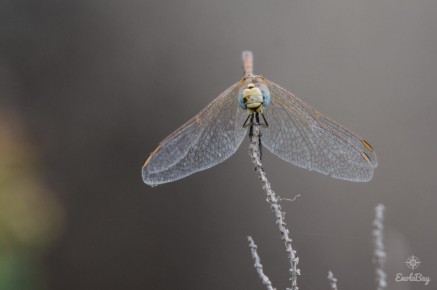 Sympétrum de Fonscolombe (Sympetrum fonscolombii)