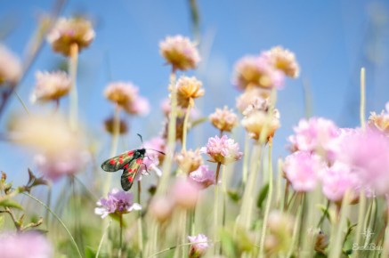 Zygène de la Filipendule (Zygaena filipendulae)