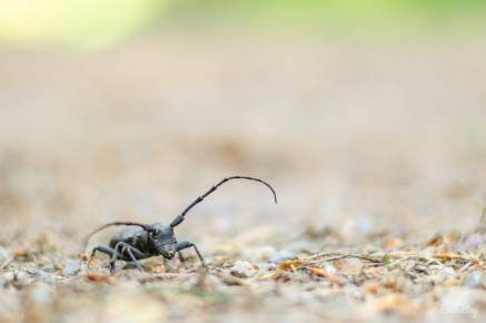 Morimus asper