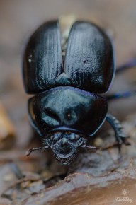 Géotrupe des bois (Anoplotrupes stercorosus)