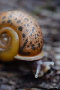 Escargot de Quimper (Elona quimperiana)