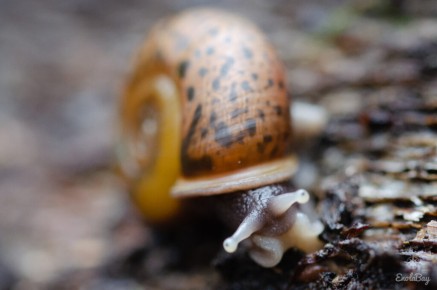 Escargot de Quimper (Elona quimperiana)