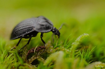 Petit silphe noir (Phosphuga atrata)