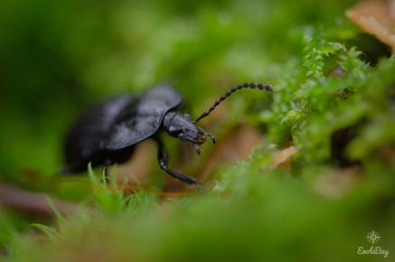 Petit silphe noir (Phosphuga atrata)