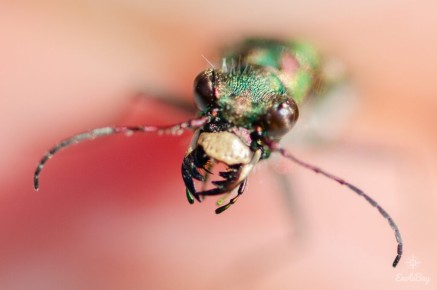 Cicindela maroccana ssp. pseudomaroccana