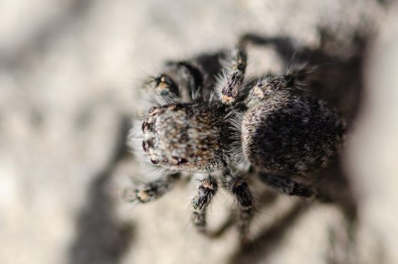 Saltique Sanguinolent (Philaeus chrysops)