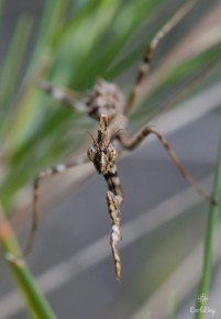 Empuse Commune (Empusa pennata)