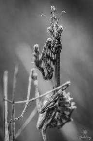 Empuse Commune (Empusa pennata)