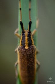 Agapanthie de l'Asphodèle (Agapanthia asphodeli)