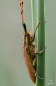 Agapanthie de l'Asphodèle (Agapanthia asphodeli)