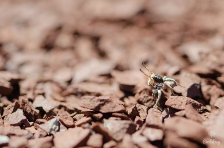 Salticidae sp.