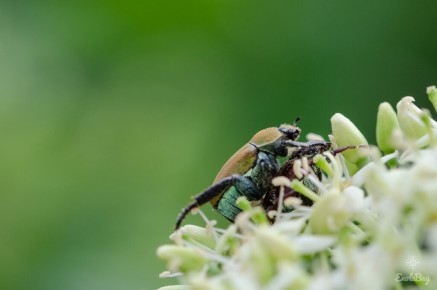 Hoplie argentée (Hoplia argentea)