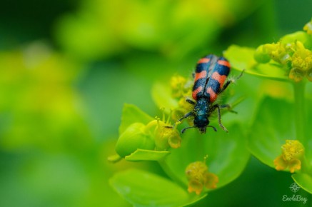 Clairon des ruches (Trichodes alvearius)