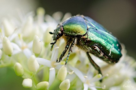 Cétoine dorée (Cetonia aurata)