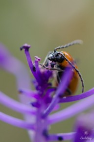 Lupérus portugais (Exosoma lusitanicum)