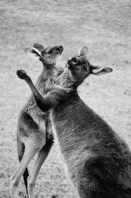 Kangaroo love