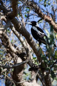 Australian magpie - Gymnorhina tibicen