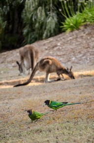 Birdies and Kangaroos