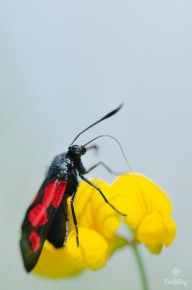 Zygène du Trèfle (Zygaena trifolii)