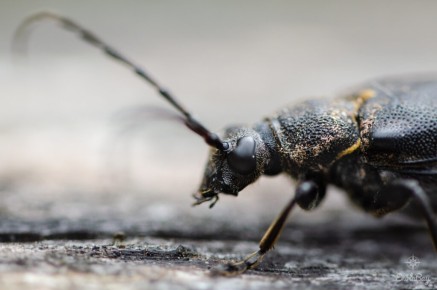 Lepture écussonné (Stictoleptura scutellata)