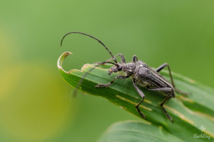 Oxymire coureur (Oxymirus cursor)