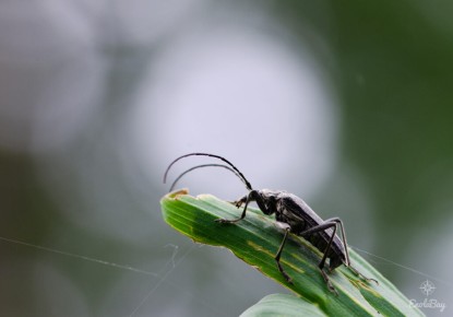 Oxymire coureur (Oxymirus cursor)