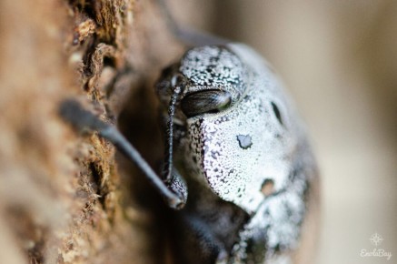 Capnodis miliaris