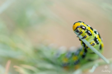 Sphinx de l'Euphorbe (Hyles euphorbiae)