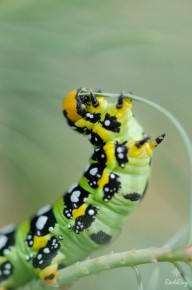 Sphinx de l'Euphorbe (Hyles euphorbiae)