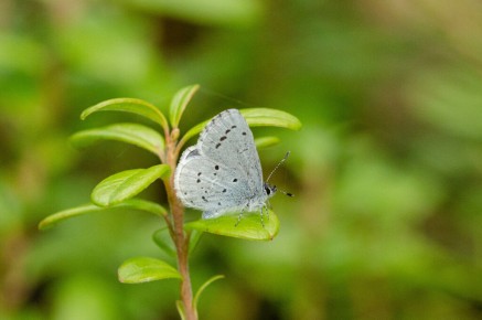 Celastrina argiolus (Azuré des Nerpruns)