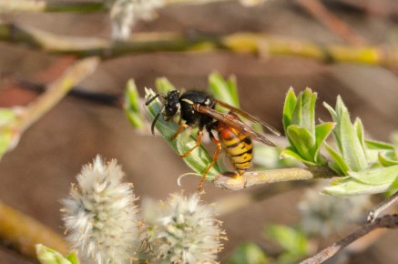 Vespula rufa