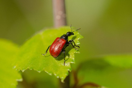 Apoderus coryli