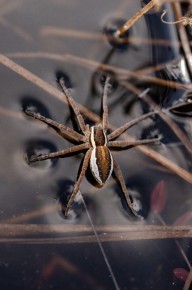 Dolomedes sp.