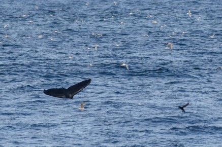 Baleine à bosse à Hornøya