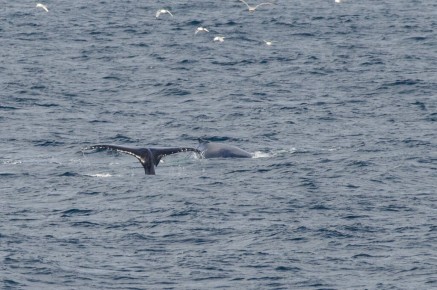 Baleine à bosse à Kjølnes