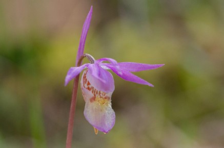 Calypso bulbosa