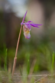 Calypso bulbosa, emblème d'Oulanka