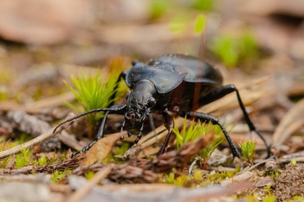 Carabus glabratus