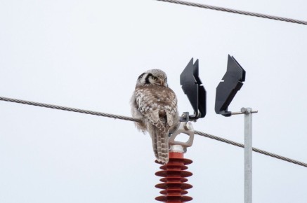 Chouette épervière