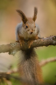 Ecureuil roux